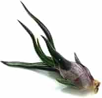 チランジア　ブルボーサ　タイニーダンサー　Bulbosa tiny dancer 41CAoiz40aL._UF350,350_QL50_.jpg